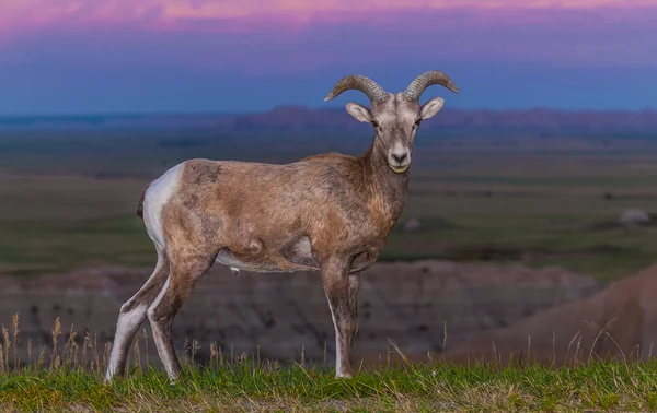 Αρσενικά πρόβατα πρόβατο με μεγάλα κέρατα Badlands — Φωτογραφία Αρχείου