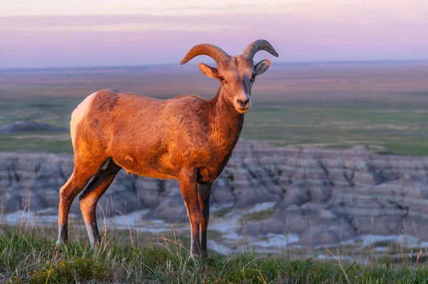 Badlands Bighorn ovelha ao nascer do sol — Fotografia de Stock