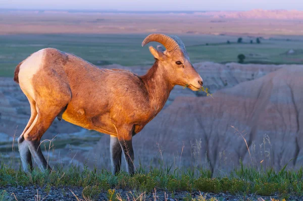 Badlands bighorn får vid soluppgången — Stockfoto