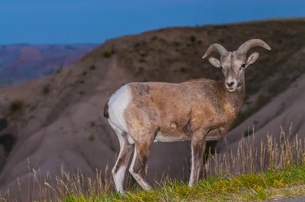 Badlands bighorn sheep hane — Stockfoto