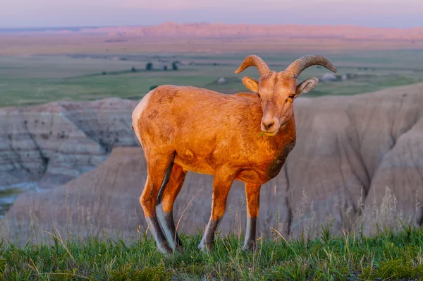 Badlands owiec bighorn na wschód — Zdjęcie stockowe