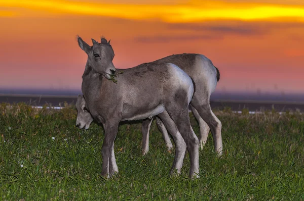 Badlands owiec bighorn — Zdjęcie stockowe