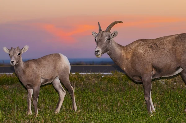 Badlands bighorn koyun — Stok fotoğraf