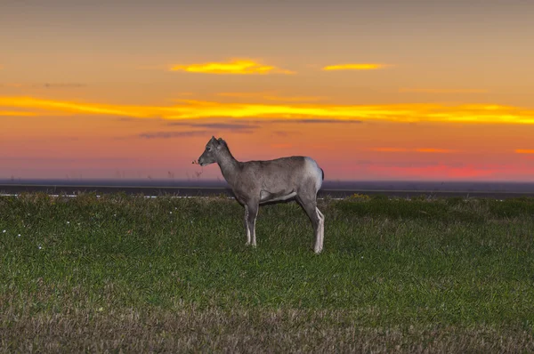 Giovane pecora Bighorn contro il sole nascente in Badlands — Foto Stock