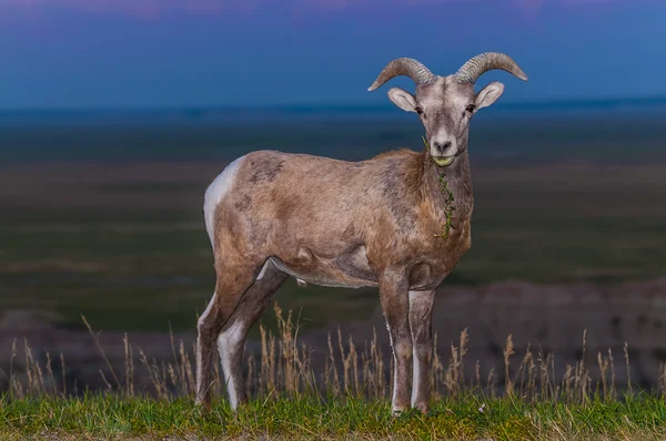 Badlands Bighorn Pecora Maschio — Foto Stock