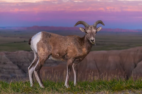 Badlands Bighorn вівці чоловіки — стокове фото