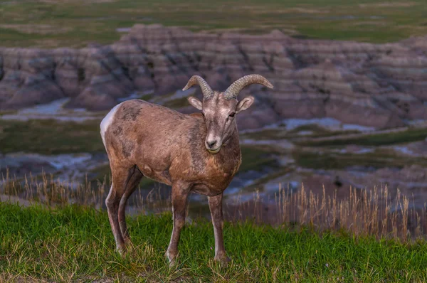 Badlands Bighorn Pecora Maschio — Foto Stock