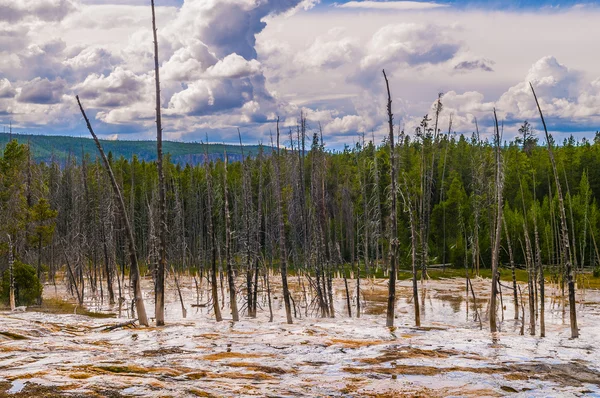 Solitary Geyser — Stock Photo, Image