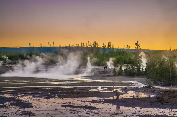 Bära i norris geyser basin i solnedgången — Stockfoto