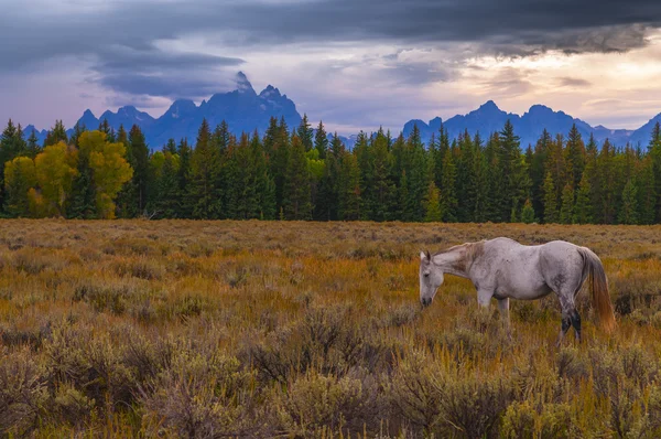 Paarden in de grand Tetons boven u uit — Stockfoto