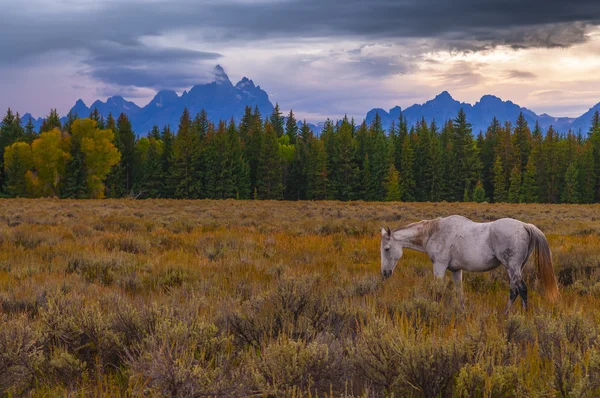 Koně v grand tetons — Stock fotografie