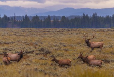 yetişkin erkek geyik ve ailesine - grand tetons