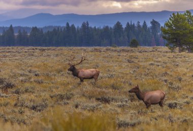 yetişkin erkek geyik ve ailesine - grand tetons