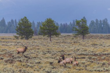 yetişkin erkek geyik ve ailesine - grand tetons
