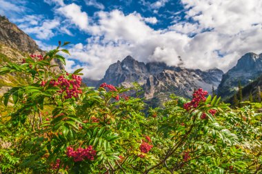 Mountain ash hiking trail cascade Kanyon - grand t