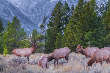 yetişkin erkek geyik ve ailesine - grand tetons