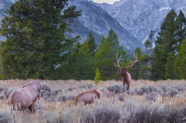 yetişkin erkek geyik ve ailesine - grand tetons