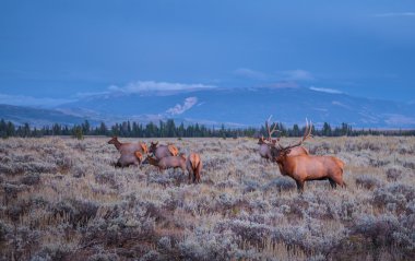 yetişkin erkek geyik ve ailesine - grand tetons