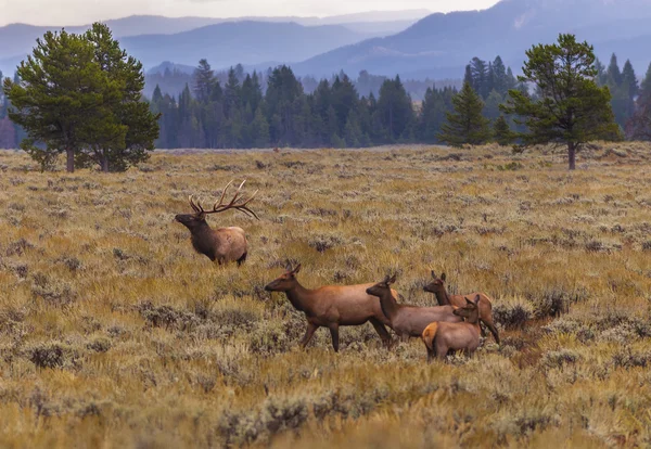 Volwassen mannelijke elanden en zijn kudde - de grand Tetons boven u uit — Stockfoto