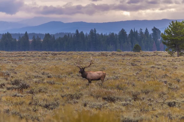 ผู้ใหญ่ชายเอลค์และฝูงของเขา Grand Tetons — ภาพถ่ายสต็อก