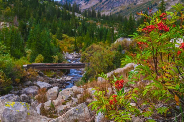 Cenere di montagna e ponte pedonale sul sentiero escursionistico nella Cascata — Foto Stock