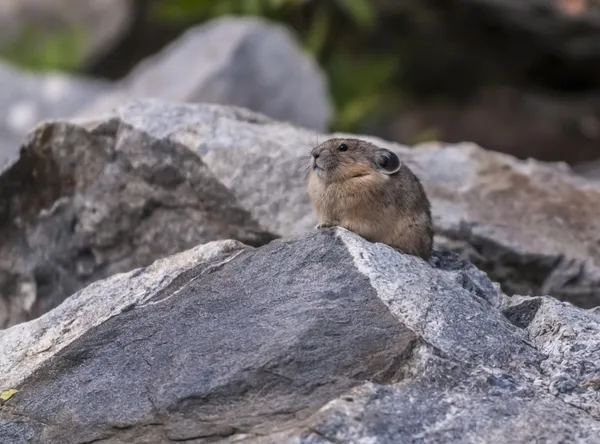 Pika... — Fotografia de Stock