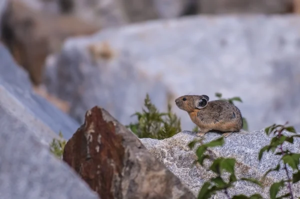 Pika. —  Fotos de Stock