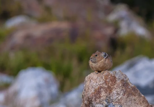 Pika... — Fotografia de Stock