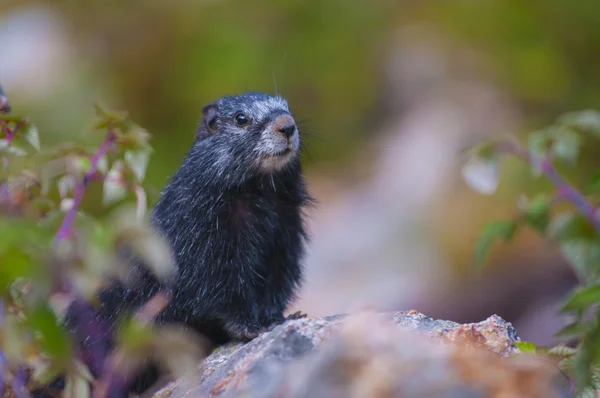 Marmota Negra Rara — Fotografia de Stock