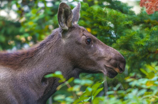 Young Moose — Stock Photo, Image
