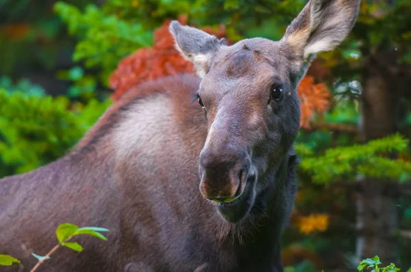 Junger Elch — Stockfoto