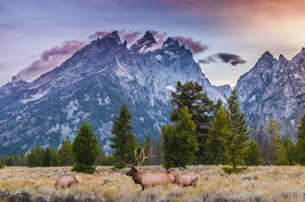 Adult Male Elk and his herd - Grand Tetons — Stock Photo, Image