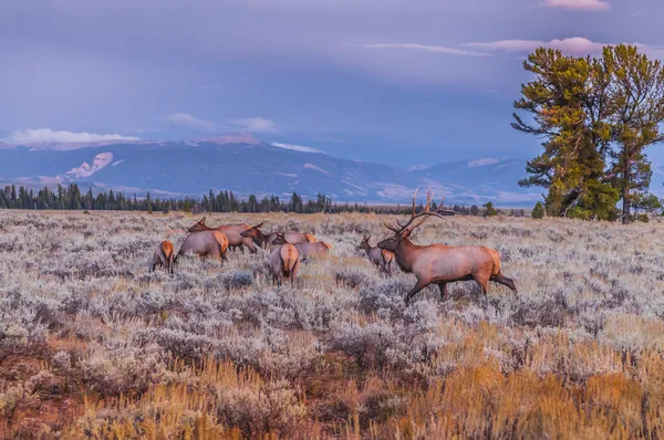 Volwassen mannelijke elanden en zijn kudde - de grand Tetons boven u uit — Stockfoto