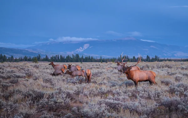 Jackson Hole Stock Photos Royalty Free Jackson Hole Images Depositphotos
