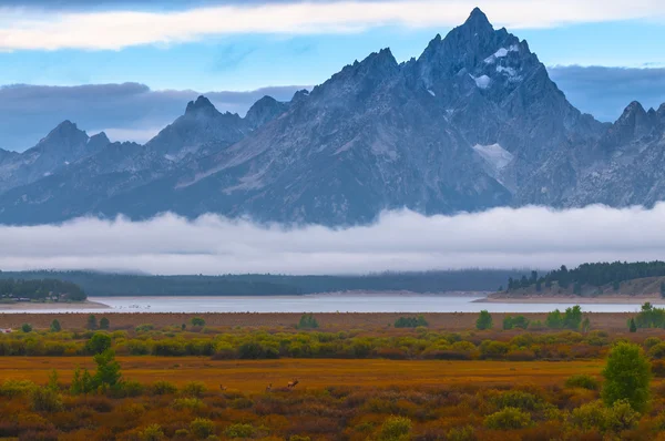 Pisos de sauce - Grand Teton —  Fotos de Stock