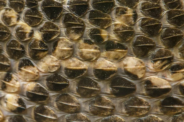 Snake Skin — Stock Photo, Image