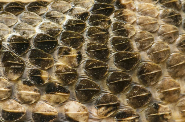 Snake Skin — Stock Photo, Image