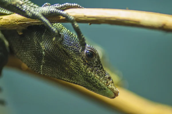 Black Tree Monitor — Stock Photo, Image