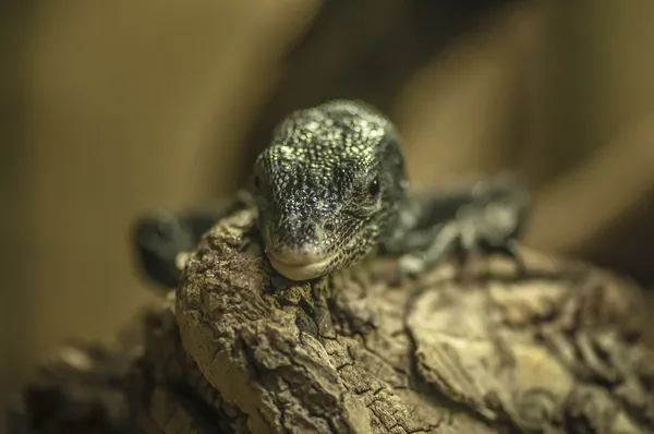 Black Tree Monitor — Stock Photo, Image