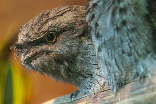 Gelbbrauner Froschmaul - podargus strigoides — Stockfoto