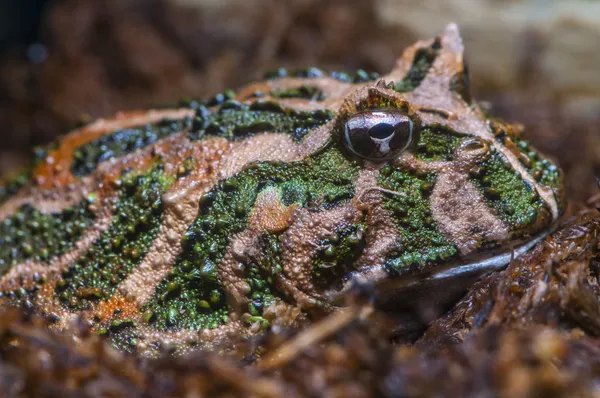 南アメリカの角カエル - ツノガエル属 cranwelli — ストック写真