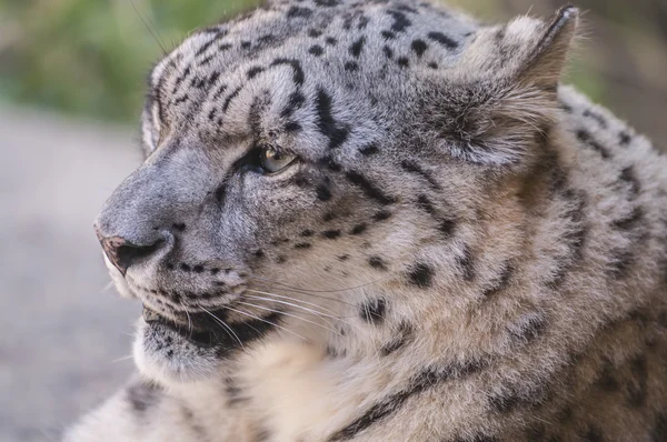 Kar leopar - panthera uncia veya uncia uncia — Stok fotoğraf