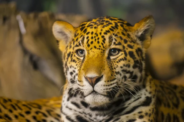 Jaguar ! — Photo