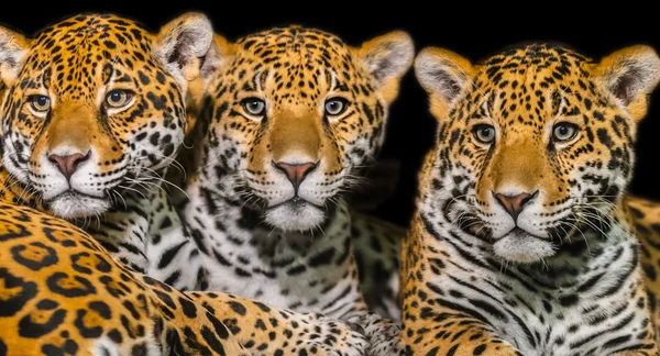 Jaguares —  Fotos de Stock