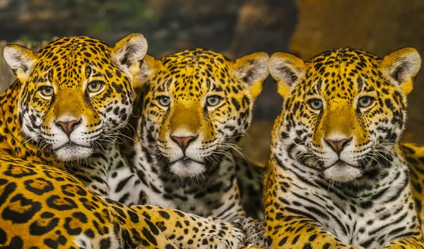 Jaguars — Stockfoto