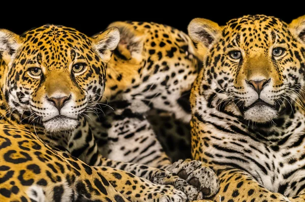 Jaguars — Stock Photo, Image