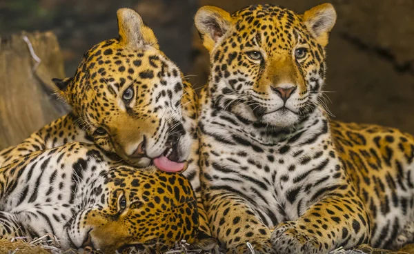 Jaguars — Stockfoto