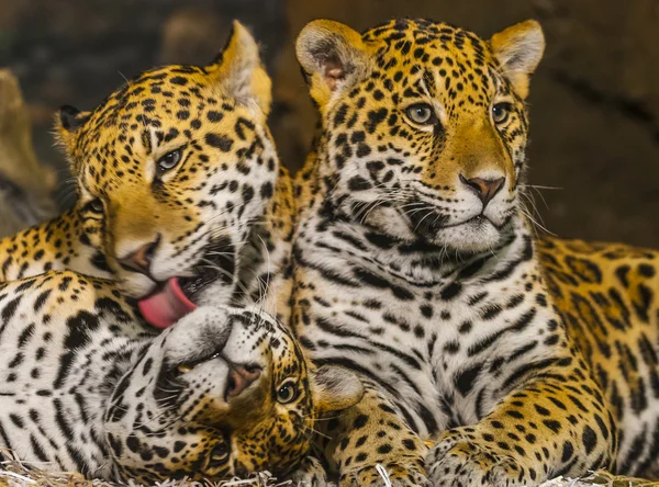 Jaguars — Stockfoto