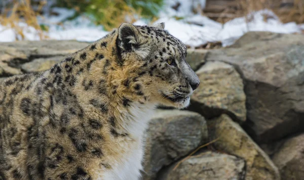 Leopardo da neve — Fotografia de Stock