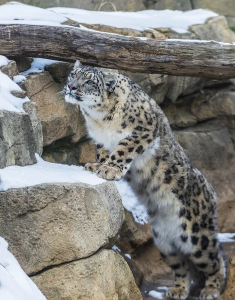 Leopardo da neve — Fotografia de Stock